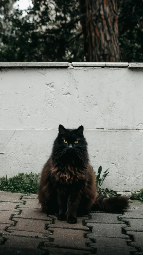 there is a black cat sitting outside on the ground