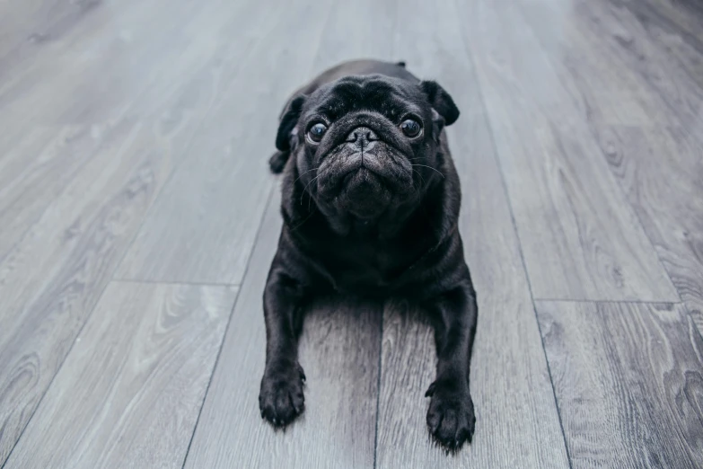 a dog that is laying down on a wooden floor