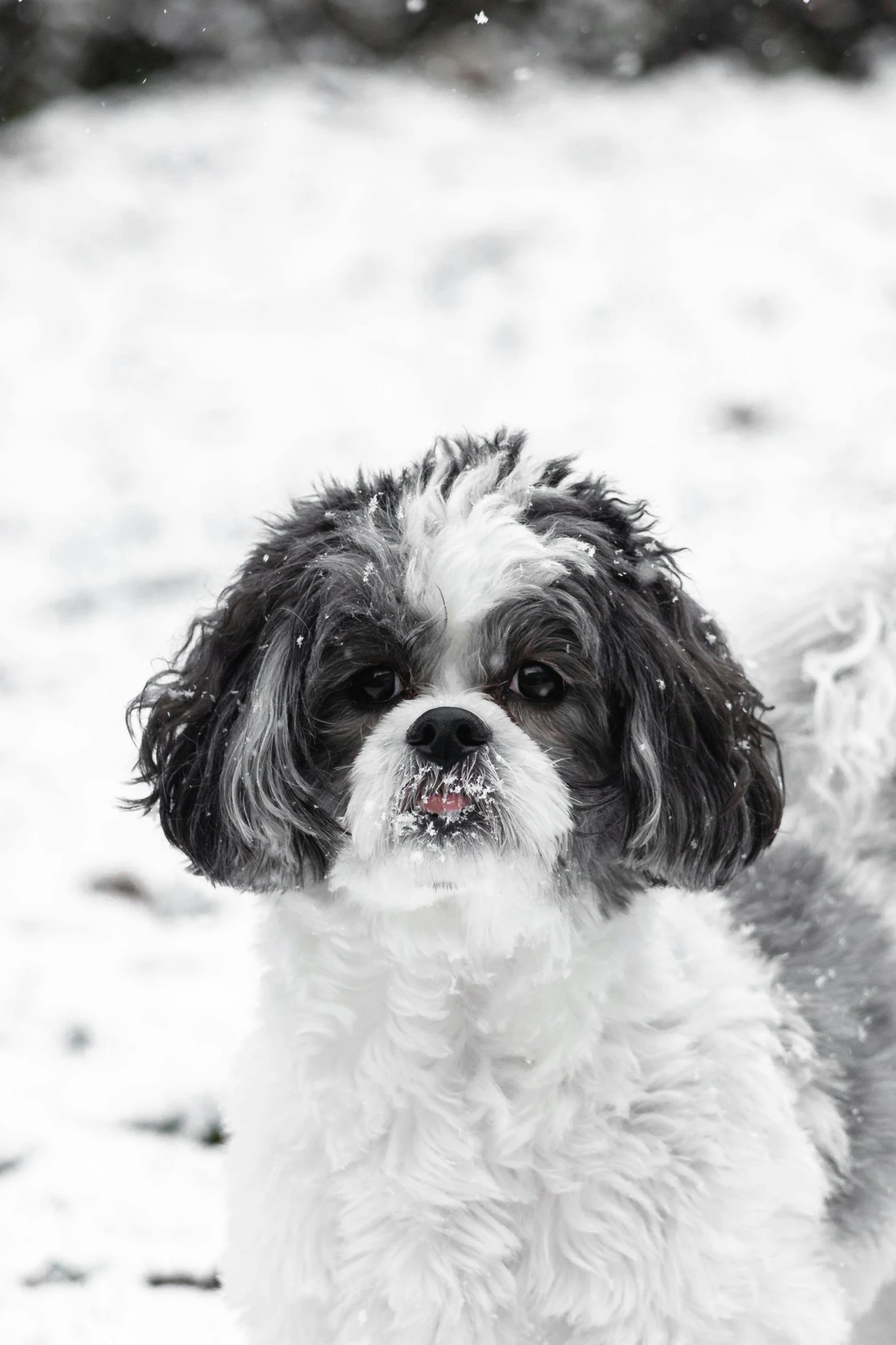 black and white dog with his tongue out in the snow