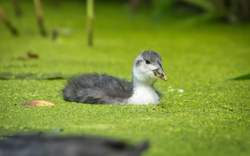 the small bird is sitting in a lush green area