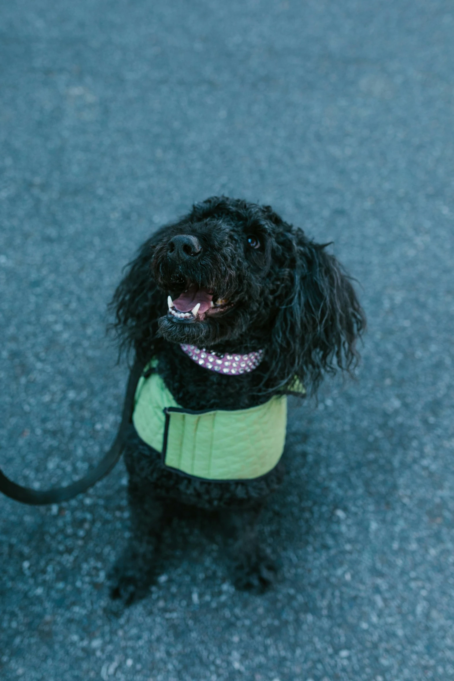 a small dog sitting on the side of the road with a green vest on