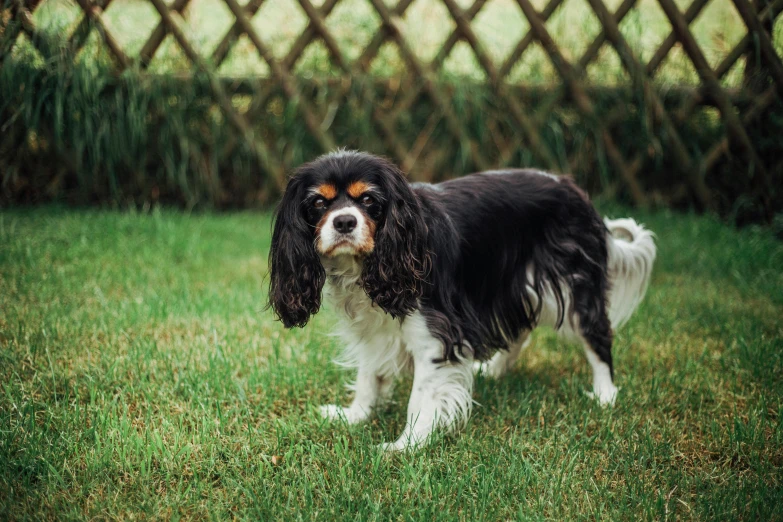 a black and white dog standing on top of a grass covered field