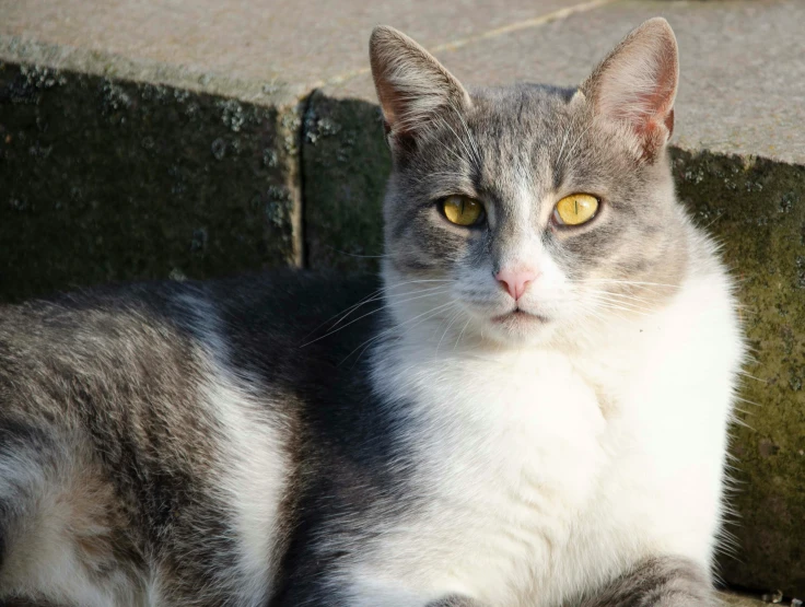 gray cat looking up with yellow eyes sitting next to stone