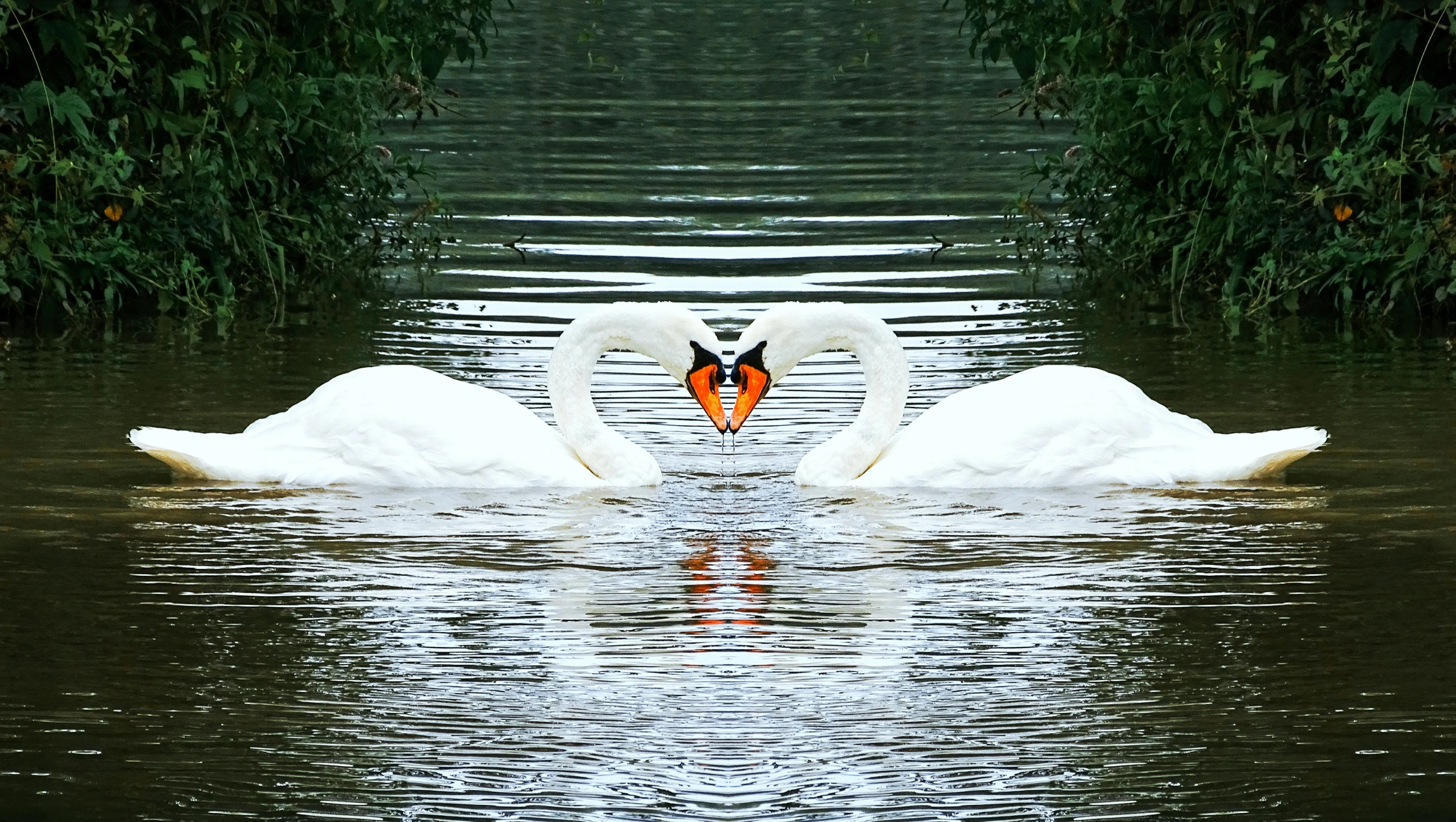 two swans are making their way through water