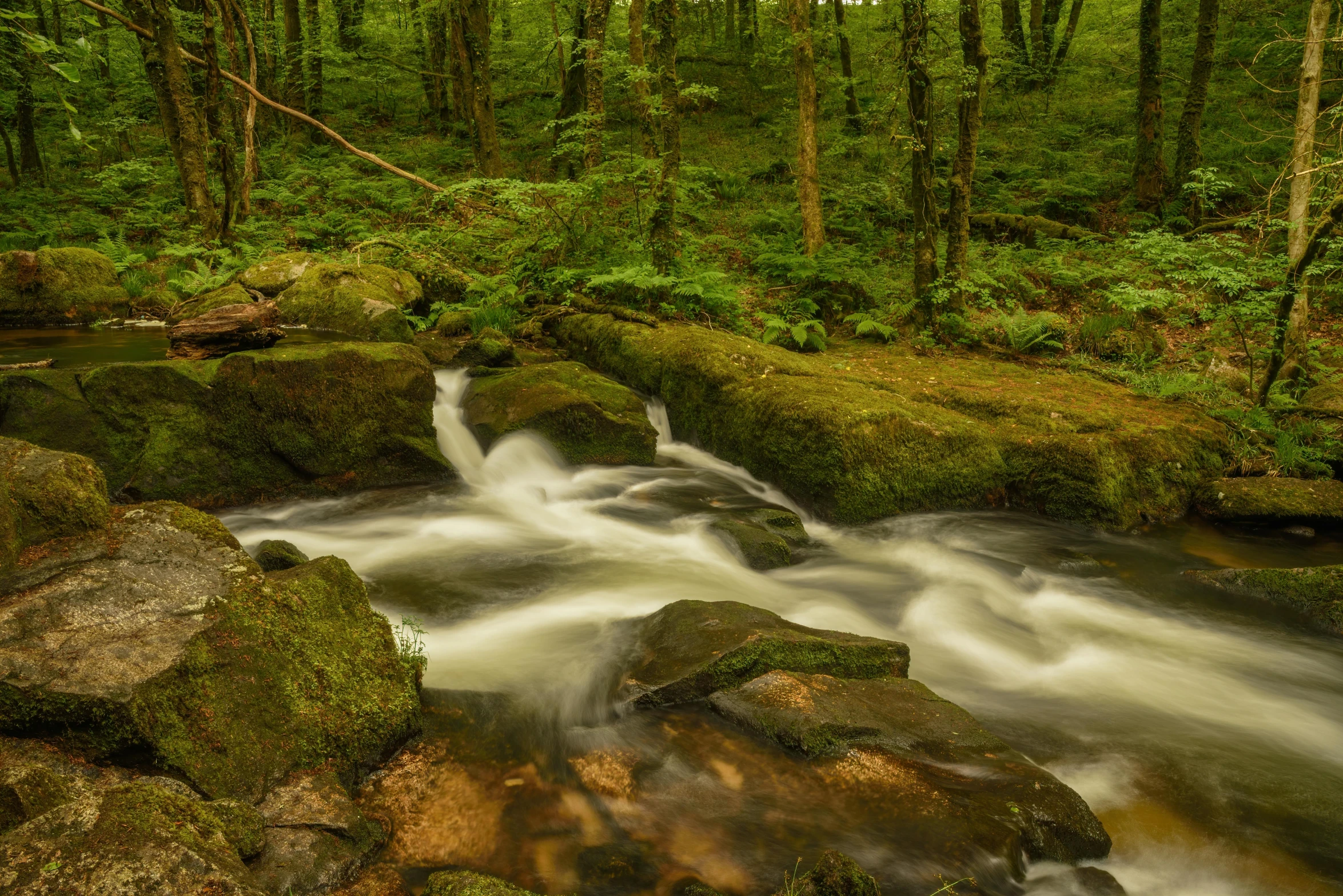 a small stream runs down a rocky bank into a forest