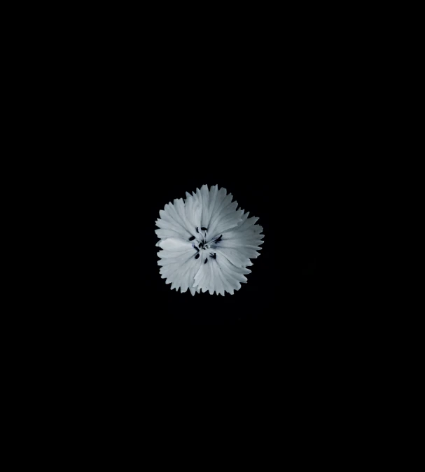 a large white flower with lots of dark background