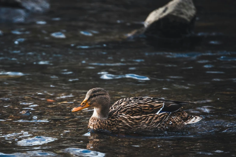 a duck is floating in some water near rocks