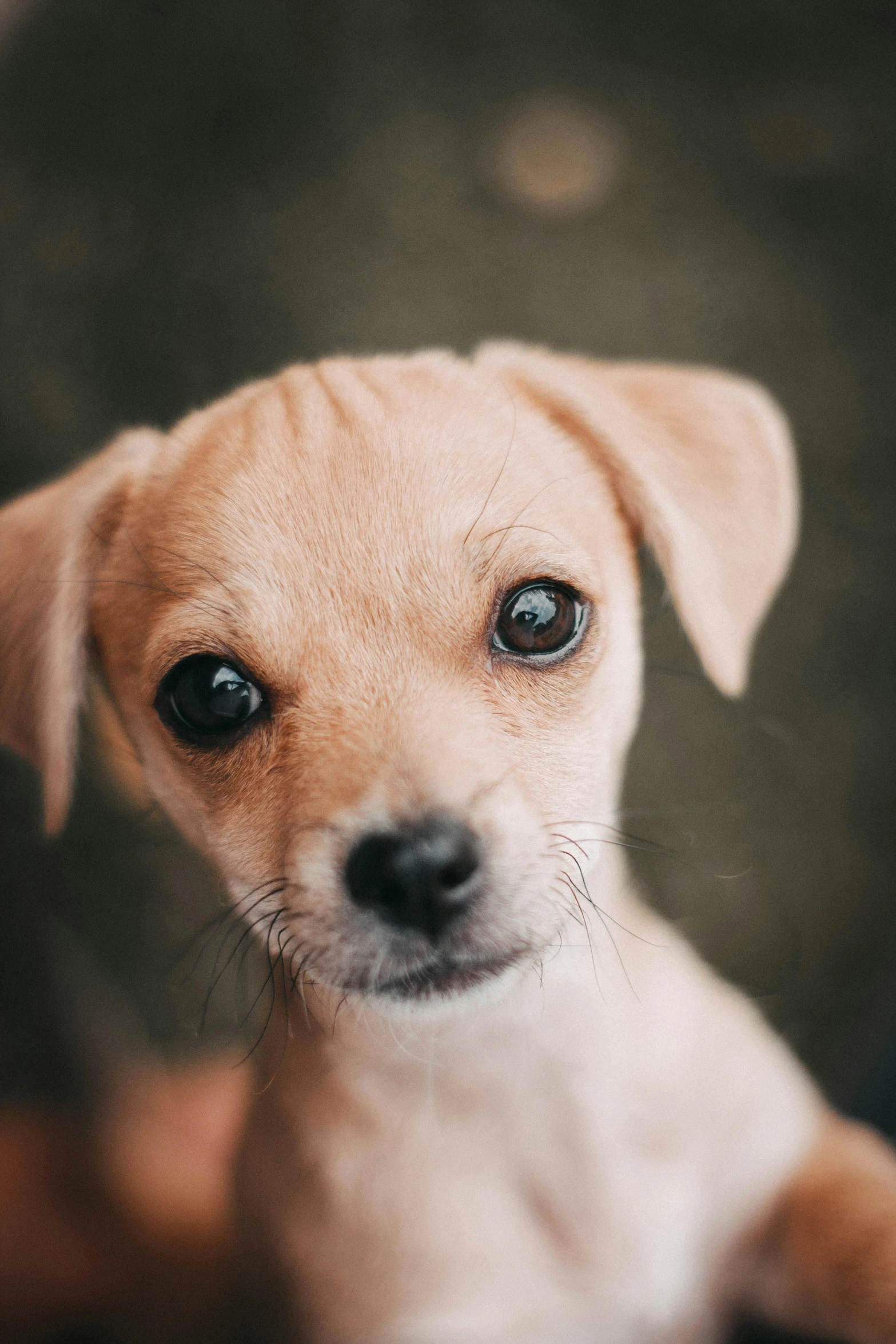 a close up of a small brown dog with very big eyes