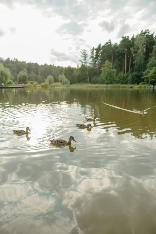 four ducks floating on a lake with green trees in the background