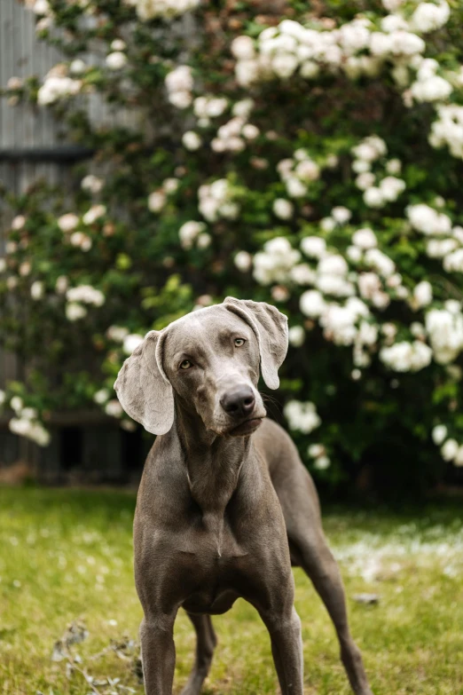 a close up of a dog in a field