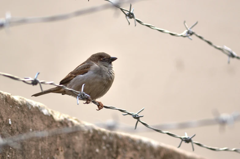 a small bird sitting on top of a fence