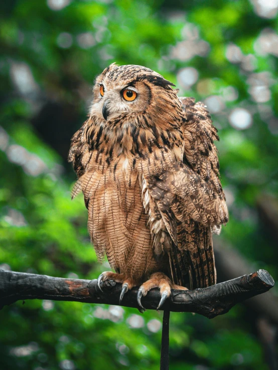 a bird perched on top of a tree nch