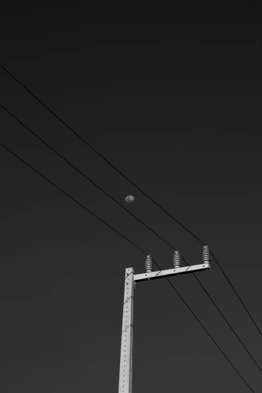 birds perched on electrical wires looking over the poles