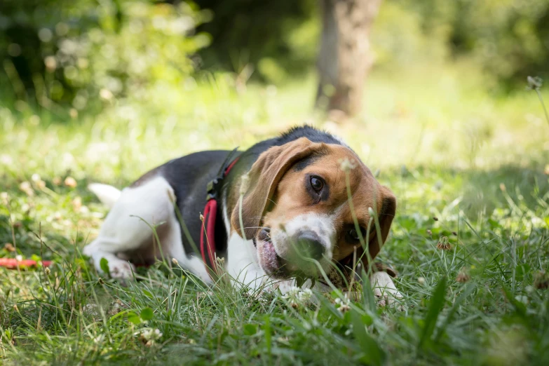 dog laying in grass looking up with mouth open