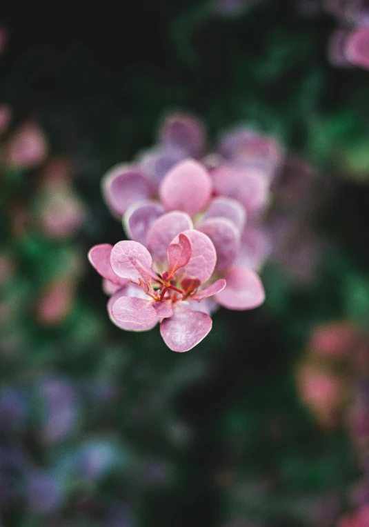 a pink flower in the middle of blurry, blurry pos