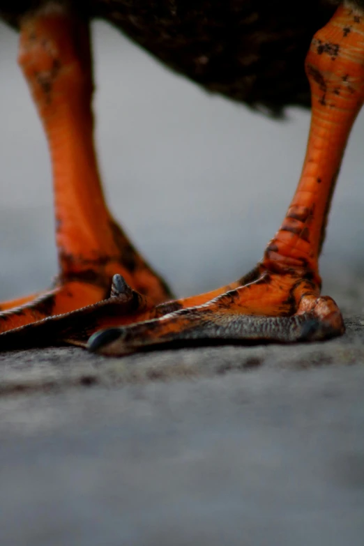 a small bird standing in front of a persons feet