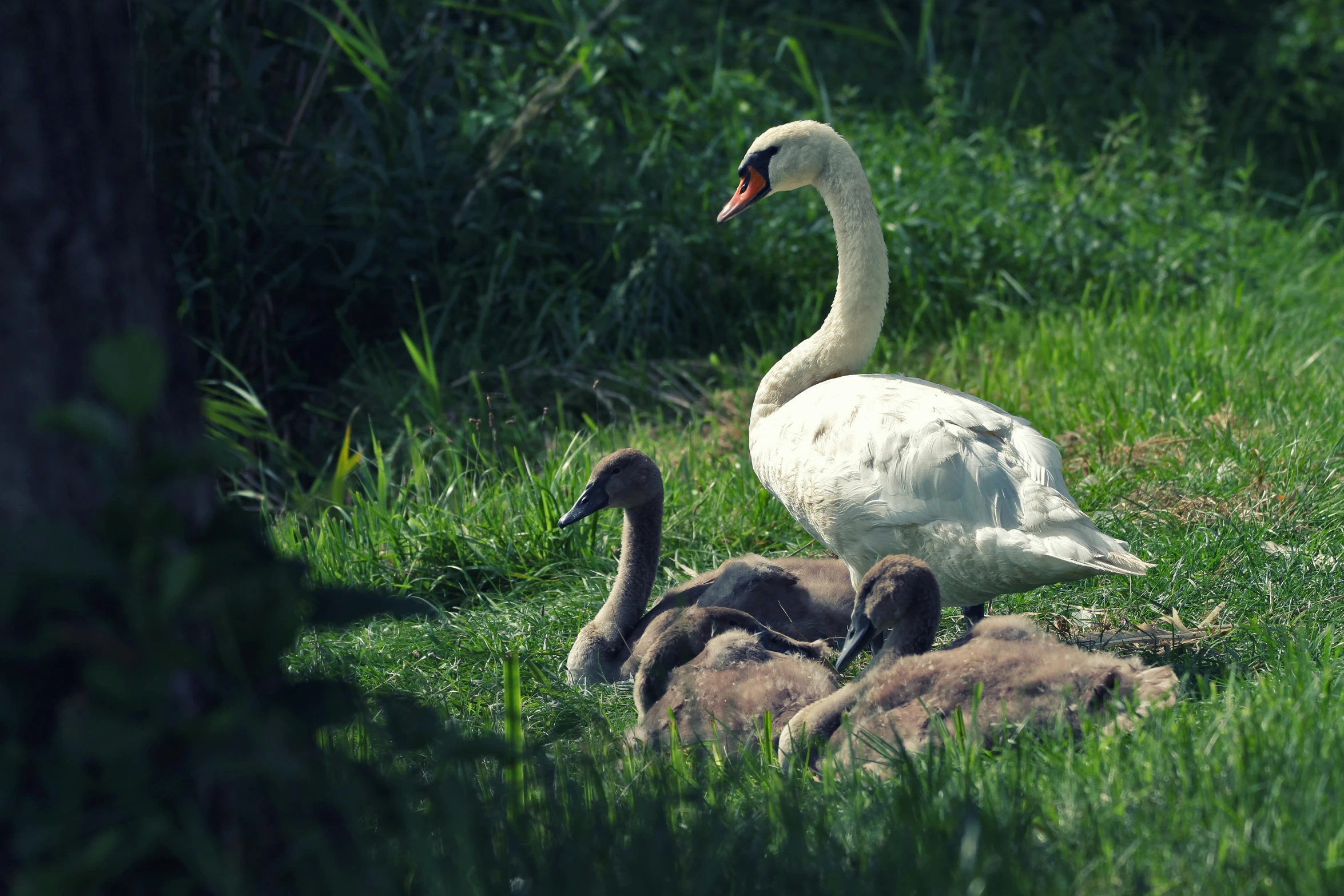 a family of geese sits on the grass near their young ones