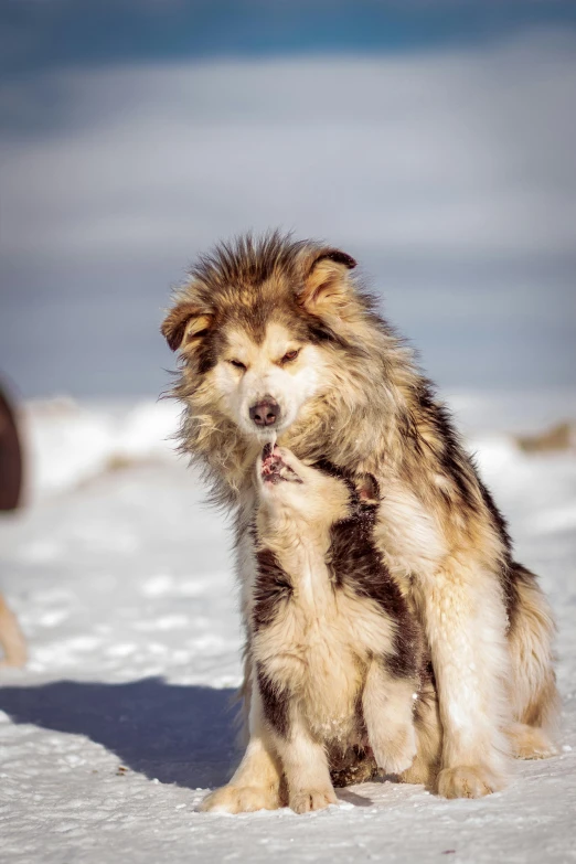 a close up of a dog in the snow