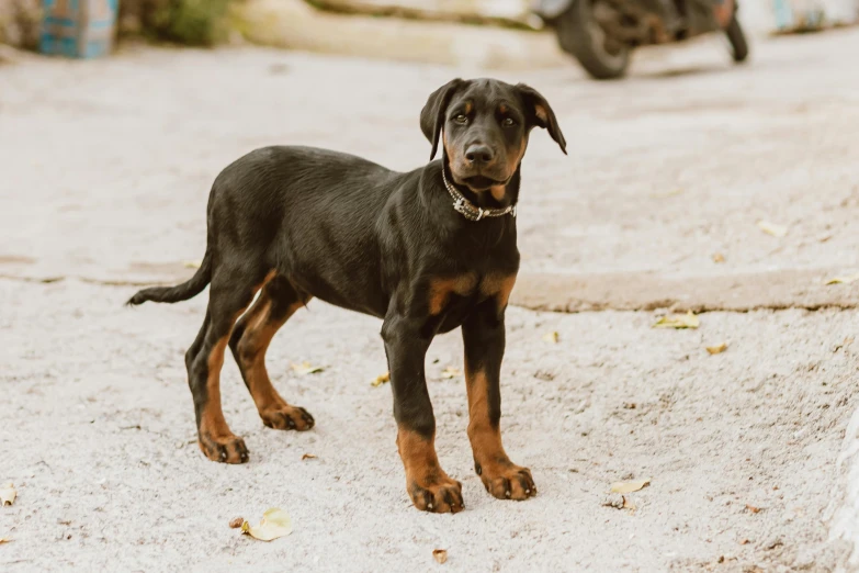 a black and brown puppy standing on top of a cement street