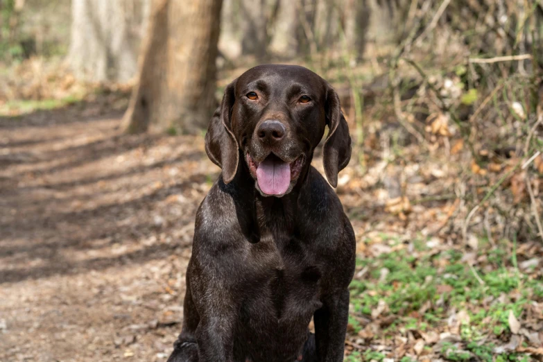 a black dog stands in front of some trees