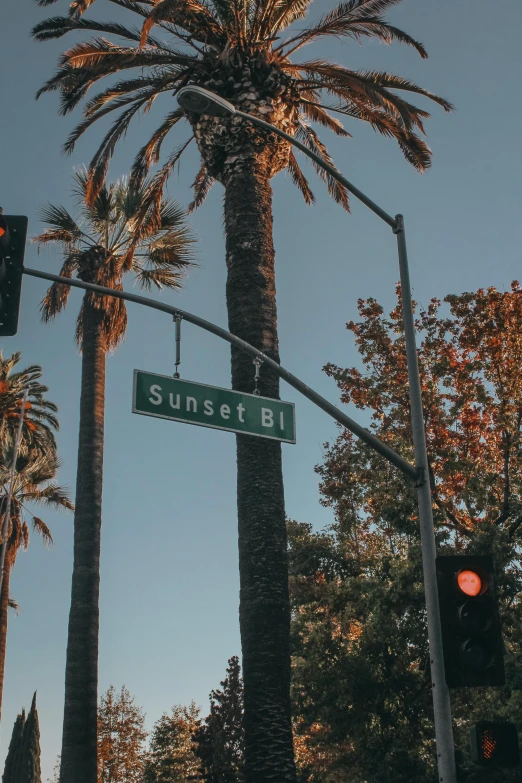 palm trees are standing near a traffic light
