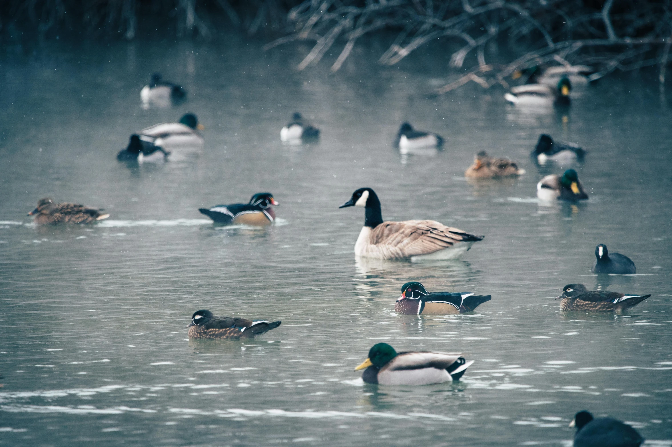 a flock of birds floating on top of a lake