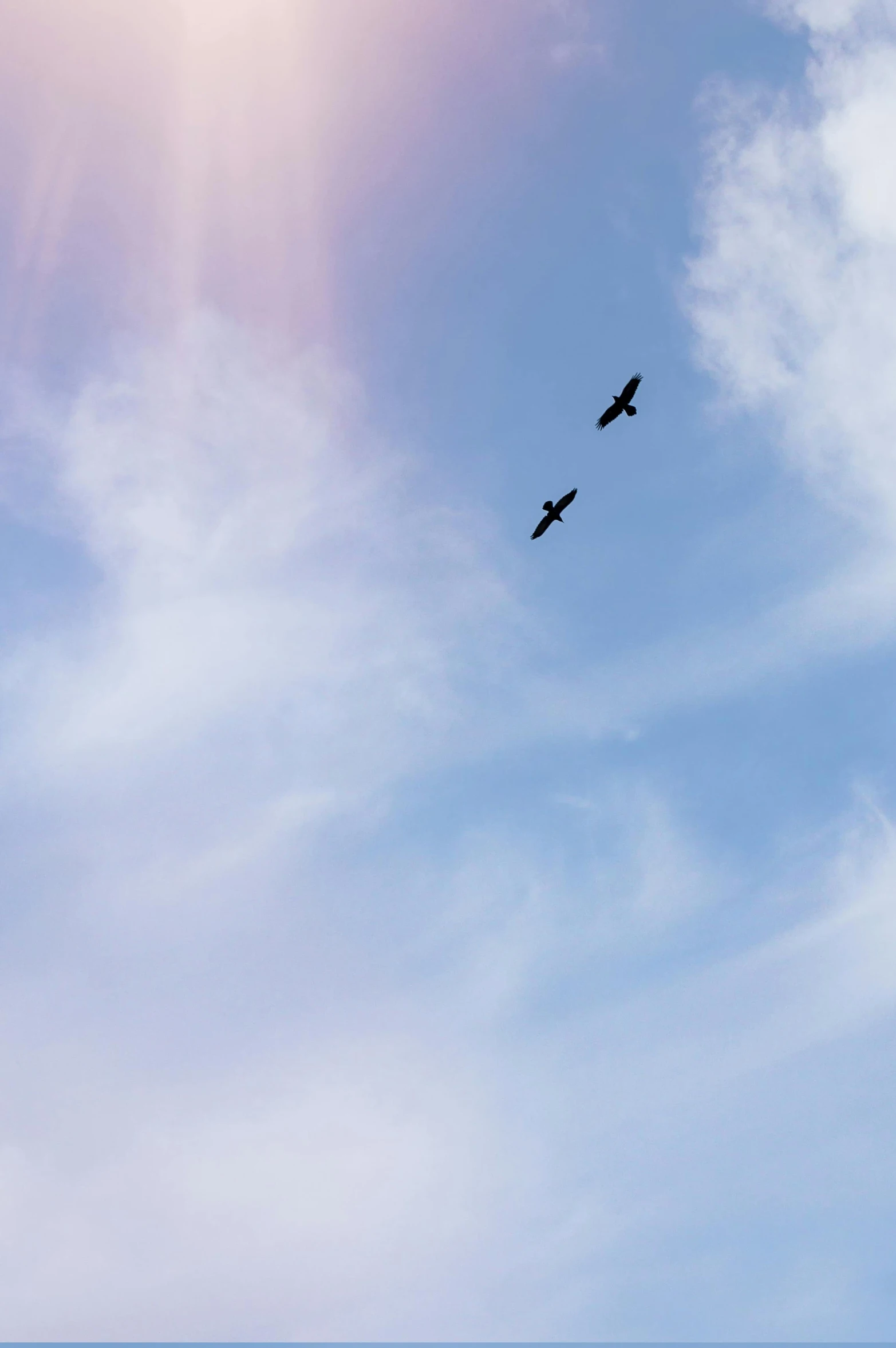 two birds are flying in the sky together