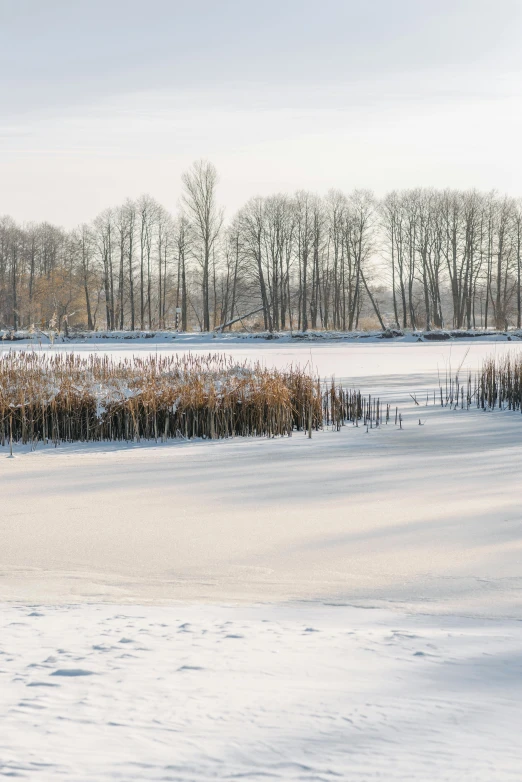 this po shows a snowy field surrounded by shrubs