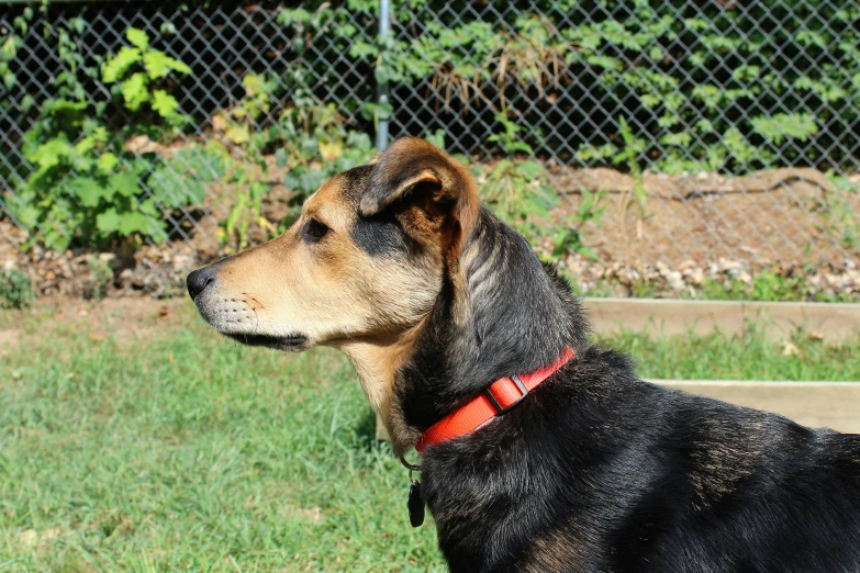 black dog with orange collar looking to the left in a yard