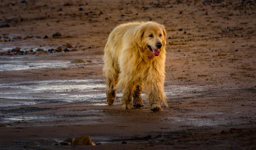 the large brown dog is walking in a sandy area