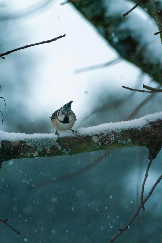 the small bird is perched on a bare nch