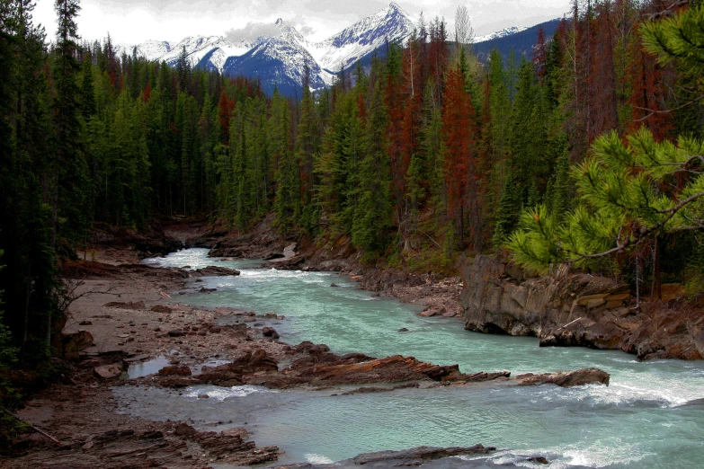 the landscape of the forest and mountain is unique