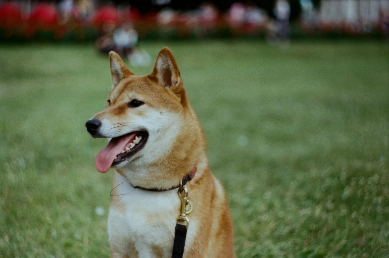 a brown and white dog with its tongue out on the grass