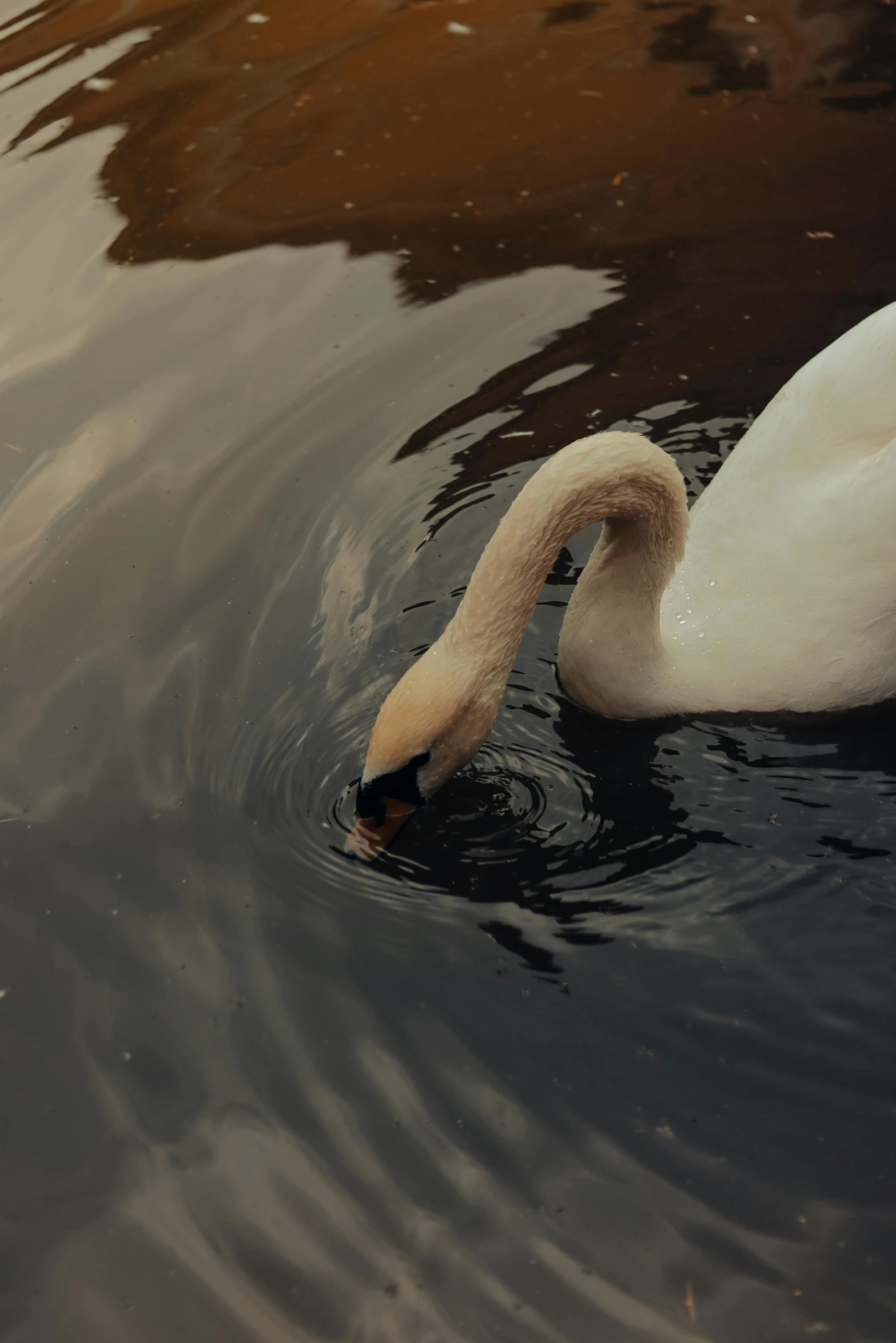 a swan floating on top of a body of water