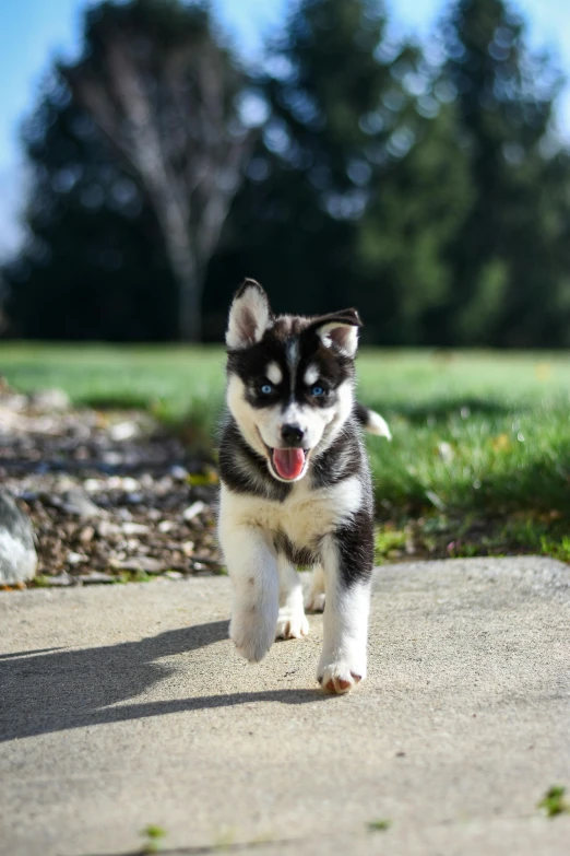 a small dog is running down the sidewalk