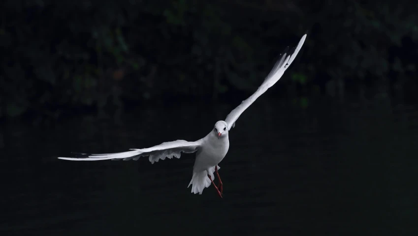 a bird flying in the sky over water