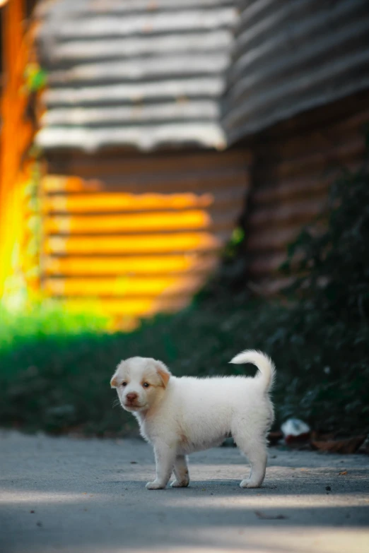 a small white puppy is on a sidewalk