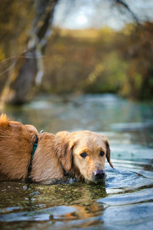 a dog wearing a harness is swimming on the river