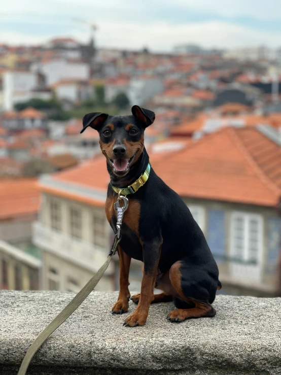 a small dog on a leash, looking out over the city