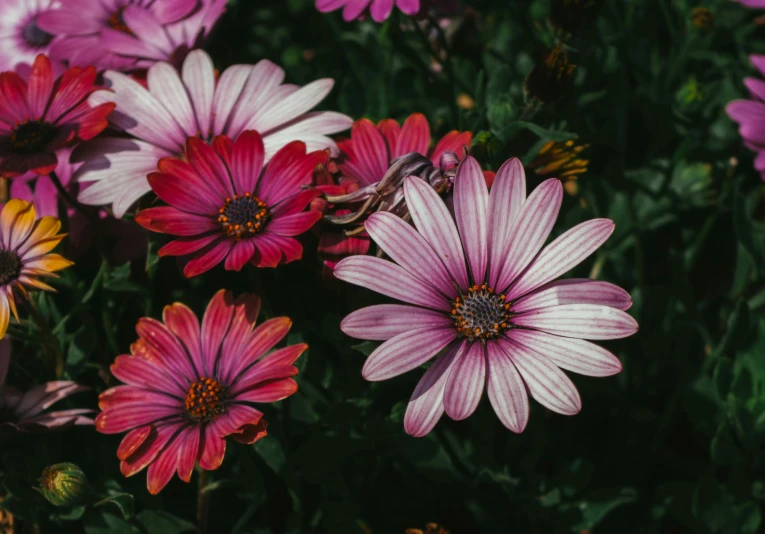 a close up view of some pink flowers