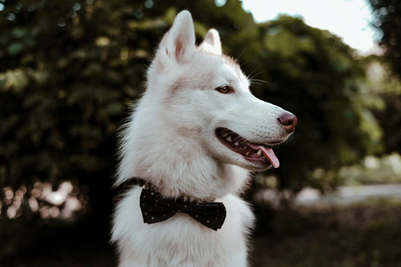 a dog that has his mouth open and a bow tie on