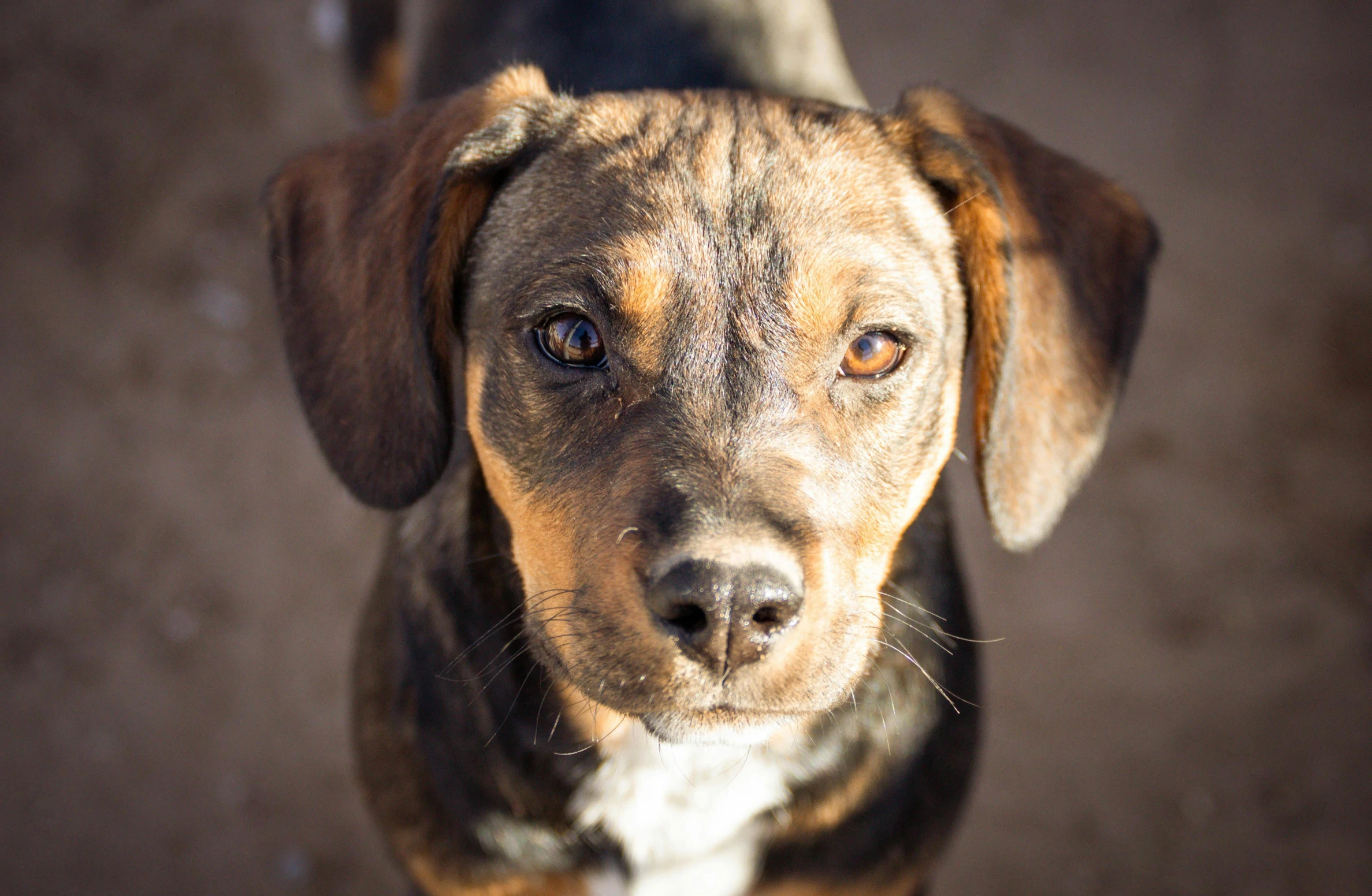 a close up view of a small dog