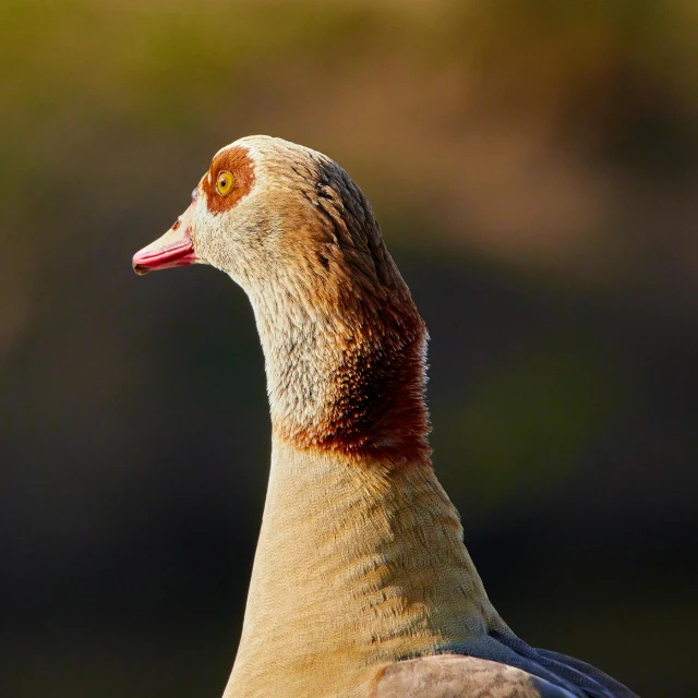 a bird with a brown back and orange markings on it's face