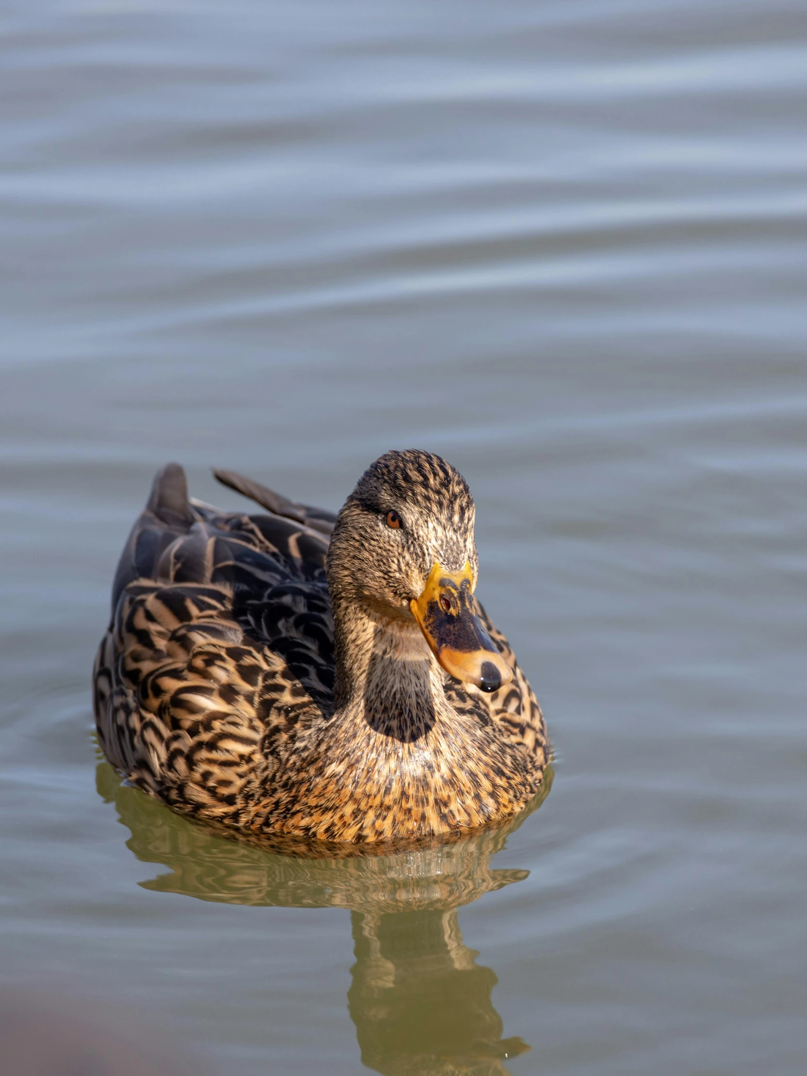 a duck floating in the water next to it's reflection