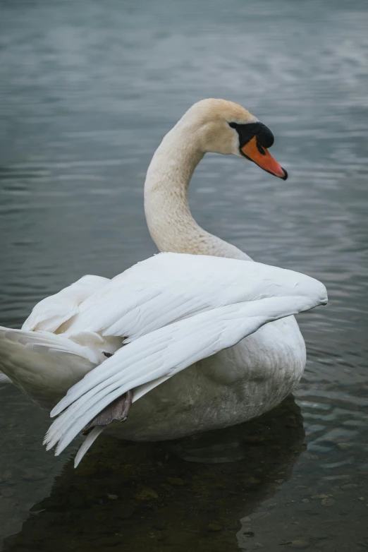 a large white goose is floating on a body of water
