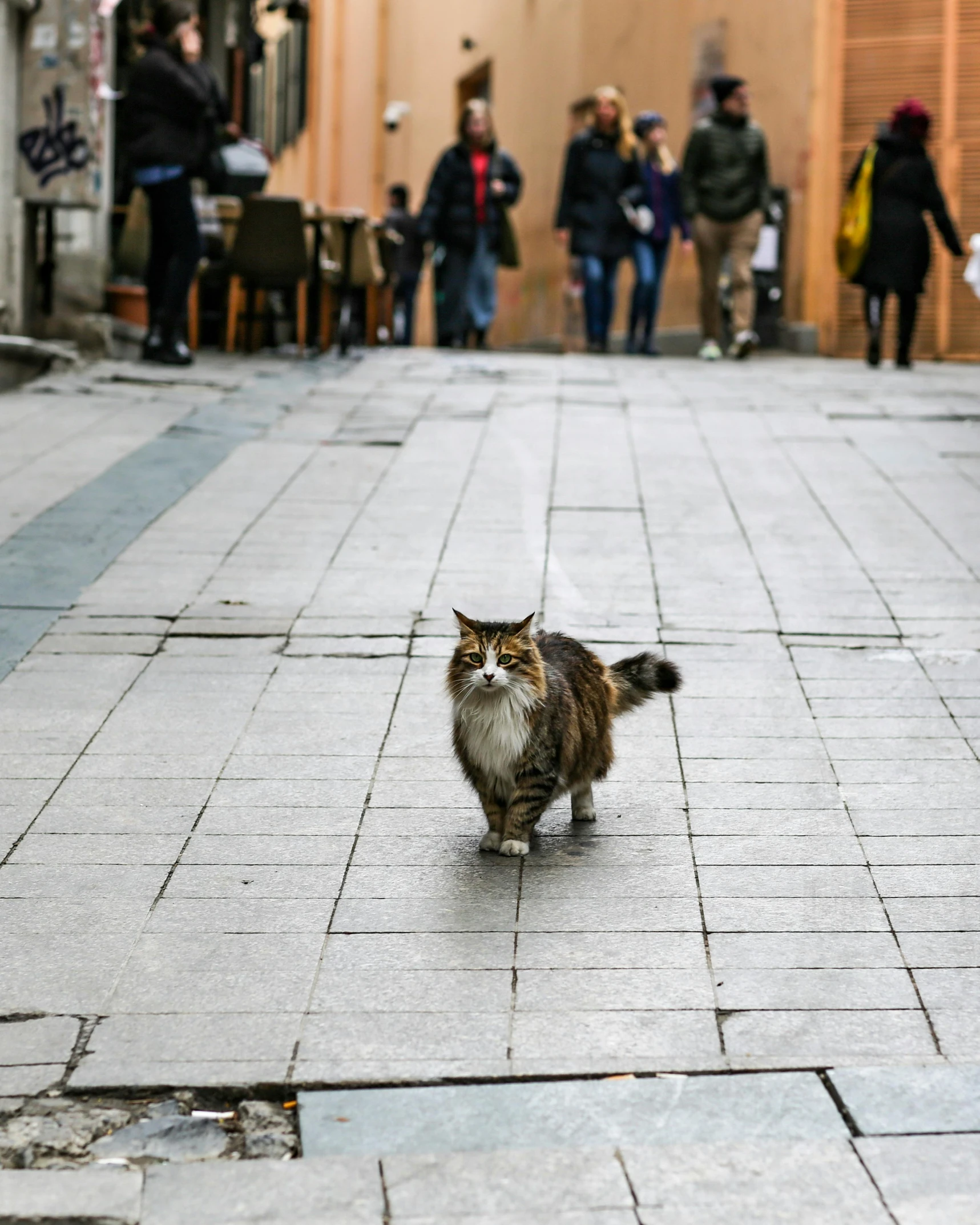 the cat is on the sidewalk looking back