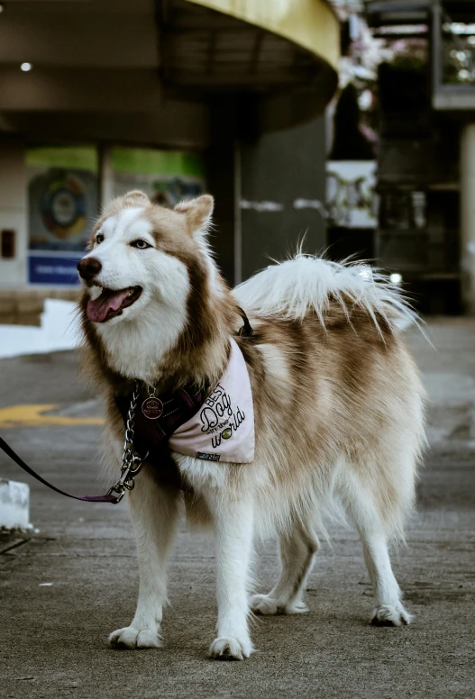 a dog with a bandana on on a leash