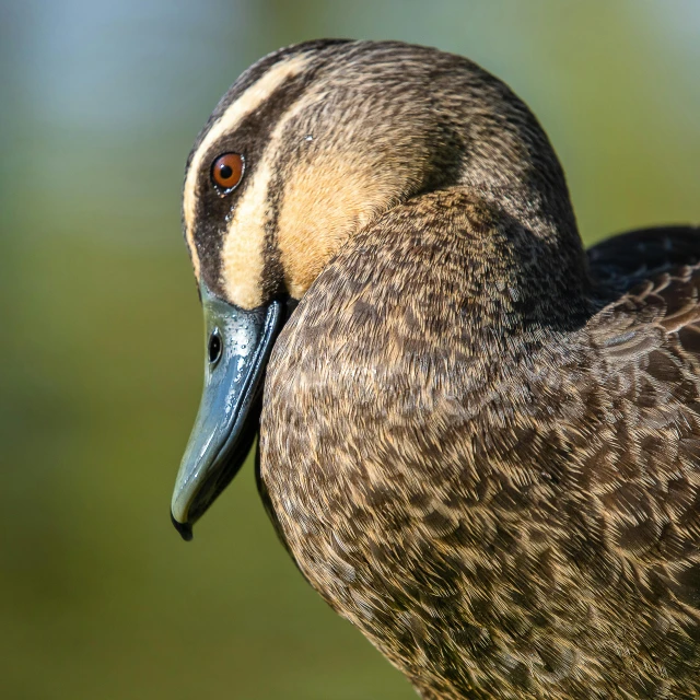 a close up image of a black and white bird