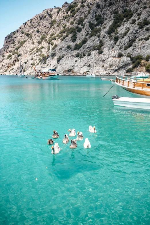 some ducks in clear water by a boat