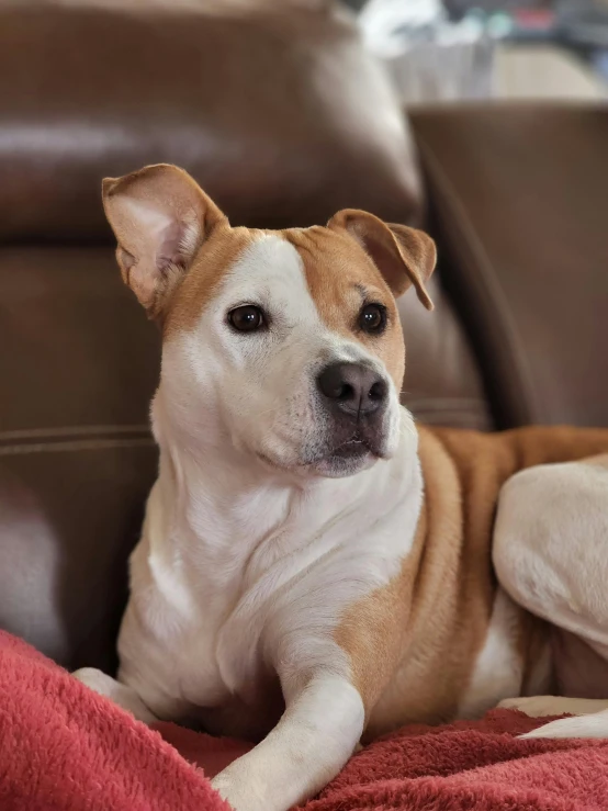 an adorable brown and white dog laying on top of a couch